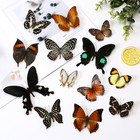 10 Pcs Real Butterfly Specimen Taxidermy Butterfly Diy Creative Production
