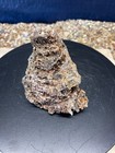 1 9  Silicified Coral Fossil Favosites Ordovician  450  Million Years Old 