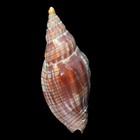 Volutoidea-0090 Lyria Cloveriana 74 8mm Large From Sri Lanka F d