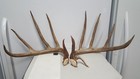 Stud Typical 173 5 8 Tall Tined 5x5 Whitetail Deer Antler Shed Antlers Mule Elk