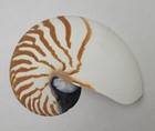 S5 Natural Nautilus Tiger Seashell Half Cut Shell Iridescent   5 1 2 