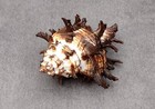 Endive Murex Seashell White And Brown Hexaplex  1 Shell Approx  3  Inches 