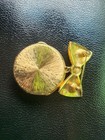 Vintage Estee Lauder Flower Cameo Brooch With Bow Solid Perfume Compact