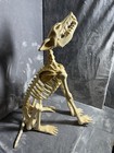 Pan Asian Halloween Life Size Skeleton Wolf   Dog 3 Ft Led Sounds Animated Works