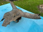 Texas Authentic Maverick Longhorn Bull Cow Skull Wild Found Brazos River Patina