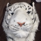 Plush White Tiger Head Wall Hanging Decor Head Mount Faux Rare