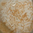 Bearertail Fairy Shrimp  50 000 Eggs   thamnocephalus Platyurus