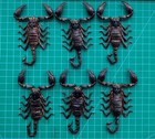 Set 6 Real Small Scorpion Specimens Taxidermy Gothic Decor Oddity Entomology Art