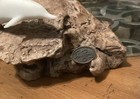 John Perry Dolphin Sculpture 2 White Resin Pod On Burl Wood