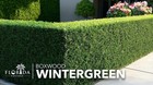 Boxwood Wintergreen  2 Inch   Buxus Sinica   Formal Hedge   Evergreen Plant