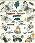 1851 Friedrich Berge Original Antique Orange Tip  Large White Butterfly Print