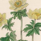 Curtis Botanical Magazine 1833 Vintage Flower Print 38 American Globe Flower