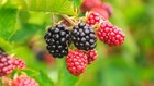 125 Blackberry Seeds  Usa Seller Free Shipping Fruit Seeds Fragrant