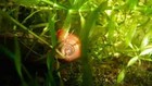 8  Mix Color Ramshorn Snails Live Freshwater Aquarium Pond Snail