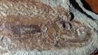 Paratarrasius Hibbardi Bear Gulch Montana Fossil Fish Paleoniscoid Mississippian