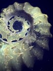6485 Outstanding Uv Ammonite Fossil Madagascar With Lovely Pattern And Ribs 65g