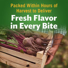  pack Of 2  Pickled Beet Slices  Ready To Eat  16 Oz Jars Free Ship In 2 Days 