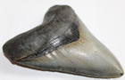 Megalodon Shark Tooth Fossil No Repair Natural 5 35  Huge Commercial Grade