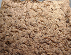 500 Live Superworms - Free Shipping  Great For Exotic Pets And Chickens 
