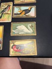 Lot 14 Bird Series Cards  one Dupe t42 Atc Sweet Caporal Cigarettes Tobacco 1910