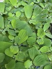 Dwarf Water Lettuce 2 1 Special     Buy 2 Get 1 Free    livefloating Aquarium Plants