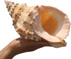 Large Natural Frog Shell Conch Large Seashell Rare Real Beach Home Deco 9-12 