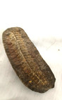 Genuine Fern Leave Fossil On Rock 8 Cm Length
