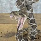  30313 E   Western Diamondback Rattlesnake Taxidermy Mount For Sale