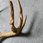 Whitetail Deer 7 Point Antler Skull Cap Taxidermy Rustic Lodge Decor Tan