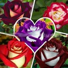 Midnight Blue  Black  Duo Color Rose 100 Seeds  Rare-free Shipping-usa Seller