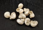 Pearlized Turbo Seashells  10 Shells Approx  0 75  Inches 