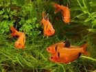 Tetra Serpae Lf Pack Of 8  Live Fish For Aquarium Free Shipping