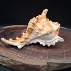 Vintage Ceramic Murex Conch Shell Planter Glossy Brown Pink Coastal Decor 6 25 
