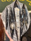        Nice Orthoceras Plate 9    X 5    Polished Devonian Fossils 4 Pounds 12 Ounces