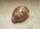 F Cypraea Rosea Mappa Singularis Great Pattern Natural Glossy 71 2 Mm F    f   