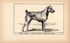 Antique Irish Terrier Print 1912 Moore Ch Ted Malone Wall Art Decor 5837c