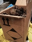 2 Pounds Two Lbs Large Pine Cones  pinecones Various Minnesota Xmas Holidays Deco