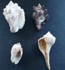  17 Beautiful Lot Of 4 Rare Sea Snail Shells Approx  38 6-73mm Sea Snail Shells