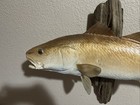 25 Inch Redfish Replica On Driftwood