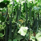 15  Tianjin Tender Spiky Cucumber Seeds Long Burpless Hybrid Cucumber Usa