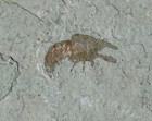 Extinctions- Unusual Lobster And Fish Association On Large Fossil Plate - Cool 