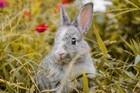 Rabbit Pellet Feed Complete Ration Alfalfa Based 18  Protein Many Sizes
