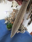 Rattlesnake Skin Prairie Rattle Snake Hide Dry Tanned Wrap Pen Blanks 26 In  G6