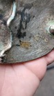 Vintage Montana Silversmiths Eagle Belt Buckle 