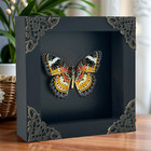 Wall Decor Leopard Lacewing Butterfly Framed Insect Taxidermy Decor Art Projects