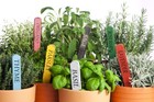 Herb Garden Seeds Collection  10-pack  - 100  Non Gmo  Open Pollinated Varieties