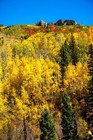 Quaking Aspen Tree Seeds  populus Tremuloides  Cold Hardy Golden Fall Tree