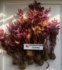 Live Aquarium Fish Tank Stem Plant Bundled - 4 Plants - Fully Submersed Growth