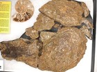 Excavated Oregon Ammonite Mounted In Riker Box - Includes Printed Documentation