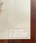 Antique Herbarium Pressed Botanical Specimen 1940s  Biscuitroot 11  X 17 
